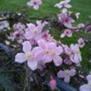 Meet your Posher, Jessikah